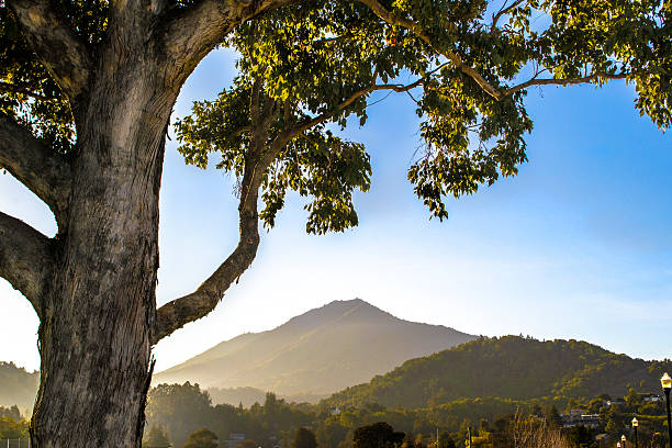 view of tree with branches and mountains in Mill Valley in Northern California